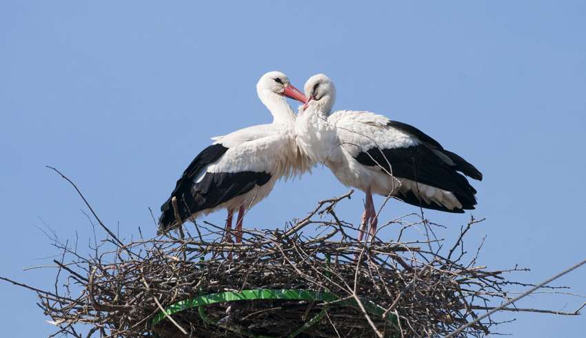 حاجی لک لک تهران