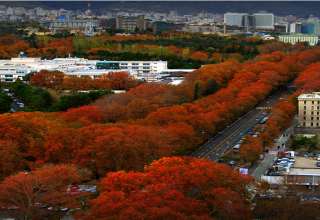 چنارهای خیابان ولیعصر تهران