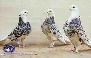 کبوتر شازده