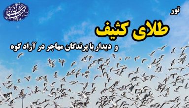 تور-طلای-کثیف-و-پرنده-نگری_موسسه-تهران-شناسی